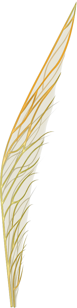 c5230_wing.png