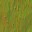 c3252_WP_Shield_bark_n_l.jpg
