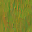c3252_WP_Shield_bark_n_l.png