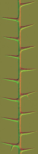 WP_A_0752_thorn_n_l.jpg