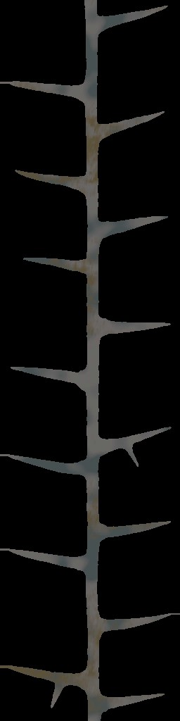WP_A_2101_thorn_a.jpg