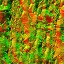 WP_A_2206_bark_n_l.jpg