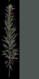 AET005_006_a.jpg