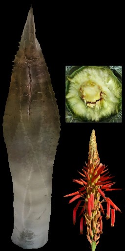 aet005_060_a.jpg