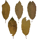 AET260_358_a_l.png