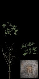 AET814_000_a_l.jpg