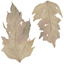 AET003_893_a.png