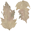 AET003_893_a_l.png