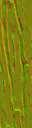 AET490_570_n_l.png