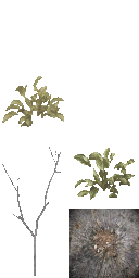 AET805_000_a_l.png