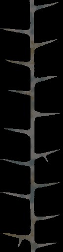 c3000_Thorn_a.jpg