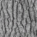 c3250_WP_Shield_bark_a.jpg