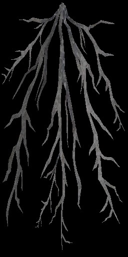 c4190_Root_a.jpg