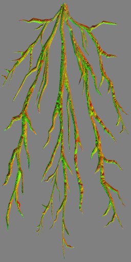 c4190_Root_n.jpg