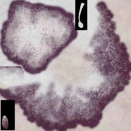 c4442_Mushroom_a.jpg