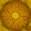 c4602_eyes_a.jpg