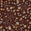 c5526_Tick_a.jpg