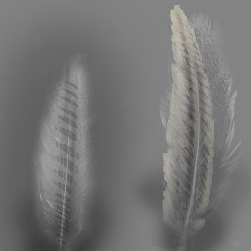 c5580_Feather_2_a.jpg