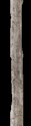 c6251_Shield_branch_a.jpg