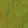 c3252_WP_Shield_bark_n_l.jpg