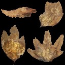 c4640_leaf_a_l.jpg