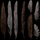 c4980_feather_a_l.jpg