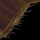 c5192_wing_a_l.jpg