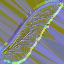 c5194_wing_n_l.jpg