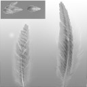 c5580_Feather_1_a_l.jpg