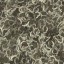 c5591_maggot_a_l.jpg