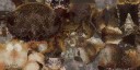 c5641_crab_a_l.jpg