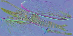c6080_n_l.jpg