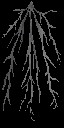 c6200_Root_a_l.jpg