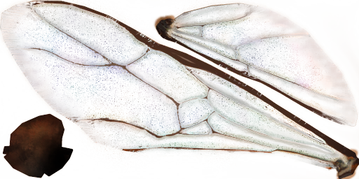 c4280_Wing_a.png