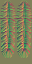 c4352_feather_n.png