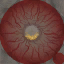 c5390_eyes_a.png