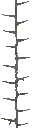 c3000_Thorn_a_l.png