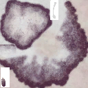 c4442_Mushroom_a_l.png
