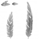 c4500_Feather_1_a_l.png