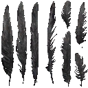 c4560_feather_a_l.png