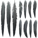c5090_Fether_a_l.png