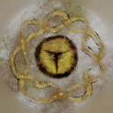 c5130_Eye_a_l.png