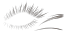 c5131_Eyelash_a_l.png