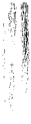 c5360_Hair_a_l.png