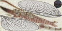 c5472_a_l.png