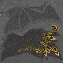 c5530_Wing_V2_a_l.png