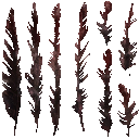 c5591_feather_a_l.png