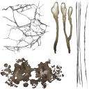 c5880_Dirt_a_l.png