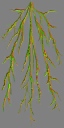 c6200_Root_n_l.png