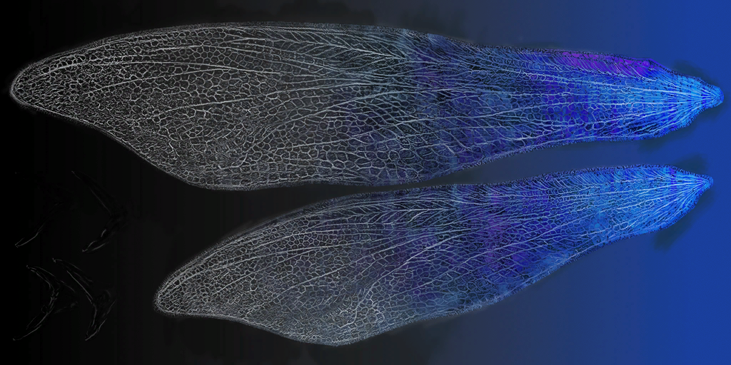 c4620_Wing_em.png